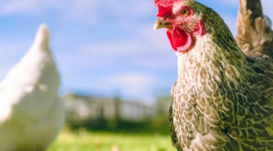 poultry-farm